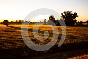 Silhouette of the shadows on wheats.