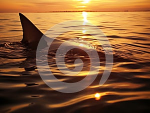 The silhouette of a shark fin cutting through the water at sunset, a stark and powerful image of iconic predator.