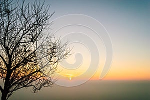 Silhouette shed leaves tree against the sun rise in the cleared