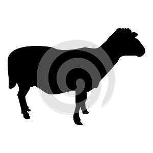 Silhouette sheep ewe domestic livestock farm animal cloven hoofed lamb cattle black color vector illustration flat style image