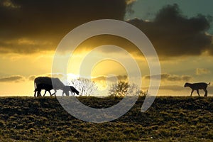 Silhouette of a sheep family on embankment before sunset