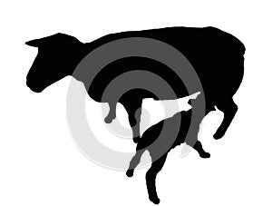 Silhouette of Sheep with Nursing Lamb