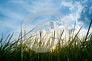 silhouette shot image of Grass and sky in shiny day