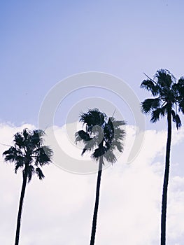 Silhouette shot of palm trees against a blue sky with clouds