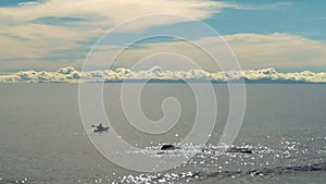 silhouette shot of a sea kayaker paddling