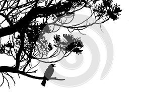 Silhouette of singing Common Blackbird in a tree