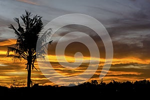Silhouette of single coconut tree on cloudy sunset