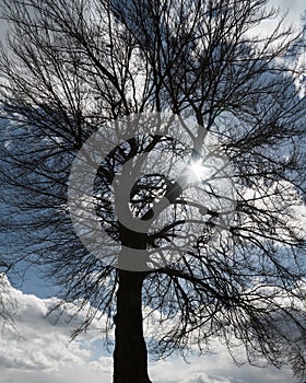 Silhouette of a single large tree with a blue sky