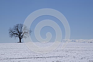 Silhouette of a single lonely maple tree isolated in the hill covered with snow, perfect as background