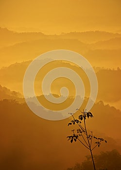 Silhouette of single lonely tree on mountain as background