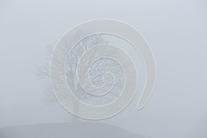 Silhouette of a single lonesome tree in fog