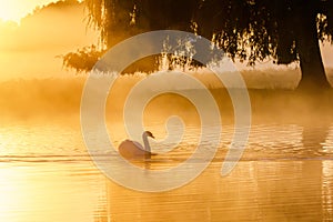 Silhouette of a single Mute Swan Cygnus olor on golden pond