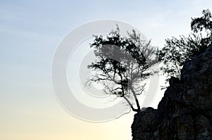 Silhouette single tree on cliff