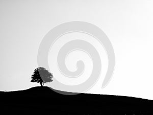 Silhouette of a single tree on a hill with a white background