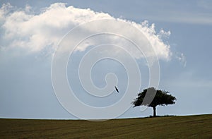 Silhouette of a single tree in the landscape of the Odenwald Germany surrounded by a griffin bird