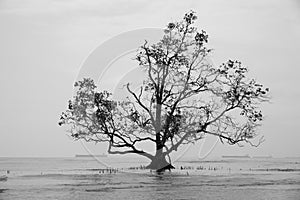 Silhouette of single tree at seascape in black and white.