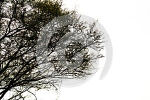 Silhouette of single tree with white sky