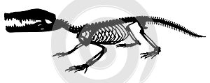 Silhouette  skeleton of a crocodile vector