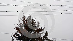 Silhouette of small birds on a light background. Birds sit on electric wires above a tree. A flock of birds against the sky