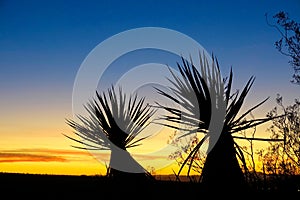SILHOUETTE: Small growing yucca palm trees are illuminated by the golden sunset.