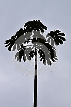 Silhouette of snakewood tree in Teresopolis