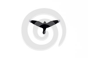 The silhouette of a soaring bird on a white background below