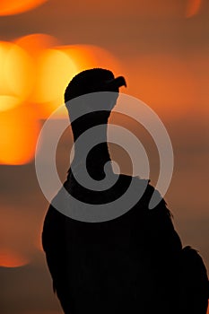 Silhouette of Socotra cormorant and dramatic bokeh of light