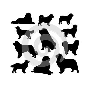 Silhouette Solid Vector Icon Set Of Dog, Breeds, Canine, Pooch, Hound, Puppy, Mutt, Pet, Doggy.