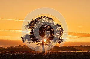 Silhouette of a solitary oak tree shortly before sunset. photo