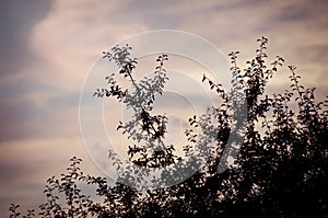 The silhouette of some bushes covers the evening sky