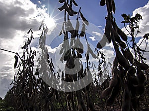 Silhouette of soybean plant on field