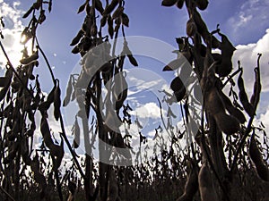 Silhouette of soybean plant on fild in Brazil