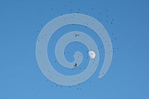 Silhouette of spider sitting in web full of flies on blue sky with moon