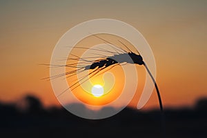 Silhouette of a spike of wheat at sunset. Golden sunset over wheat field. Ear of wheat on the background of the rising