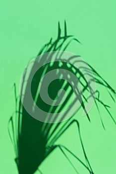 Silhouette of spiky feathery dangling palm leaf on green background. Hard light harsh shadows. Tropical vacation traveling