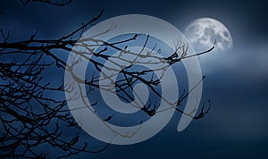 The silhouette of a spooky bare branch halloween tree against a winter blue night sky