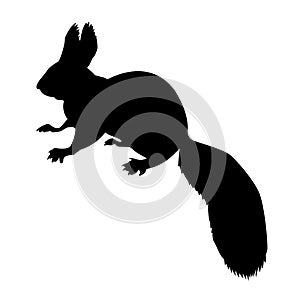 Silhouette of the squirrel