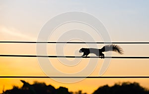 Silhouette squirrel walking on the electric wire