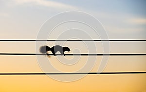 Silhouette squirrel walking on the electric wire