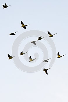 Silhouette of Sri Lankan green parrots flying together