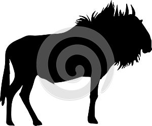 Silhouette of a standing blue wildebeest antelope