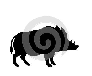 Silhouette of a standing boar