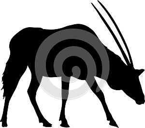 Silhouette of a standing oryx gazelle
