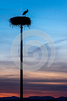 the silhouette of a stork