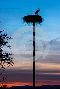 the silhouette of a stork