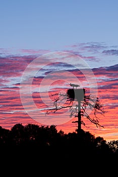 Silhouette of a stork in the nest against a beautiful sunset bac