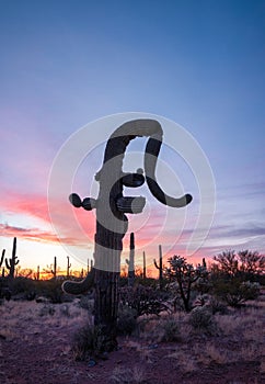 Silhouette of strangely shaped Saguaro cactus against sunset sky