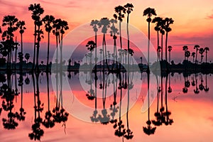 Silhouette sugar palm in amazing twilight sky