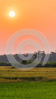 Silhouette sugar palm tree on rice farm during sunset in rural