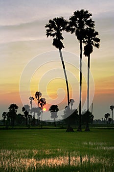 Silhouette of sugar palm tree on rice field